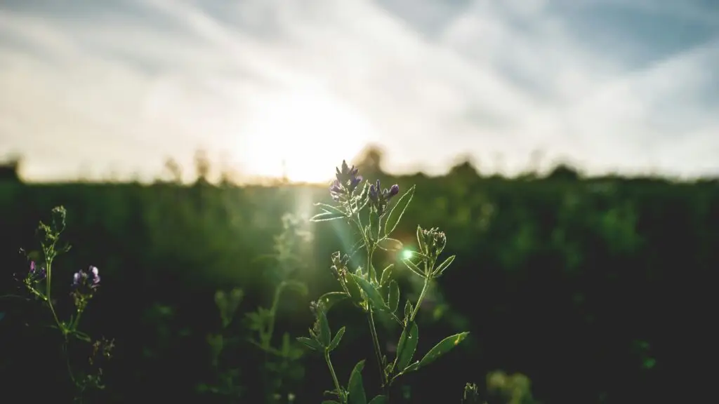 Close-up of blooming flower with sun rays in a summer meadow at sunset.